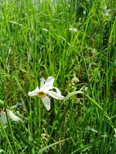 Poet's Narcissus