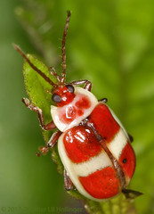 Asphaera discicollis