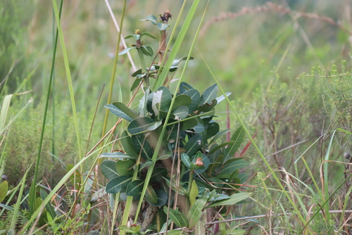 Garcinia livingstonei, photograph 6