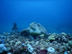 Chelonia mydas