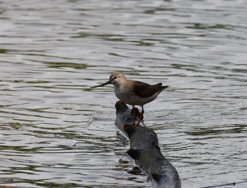 iNaturalist image