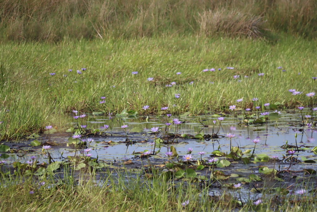 Nymphaea nouchali, main track, St Lucia, Catalina Bay to main Gate, iSimangaliso Wetland Park