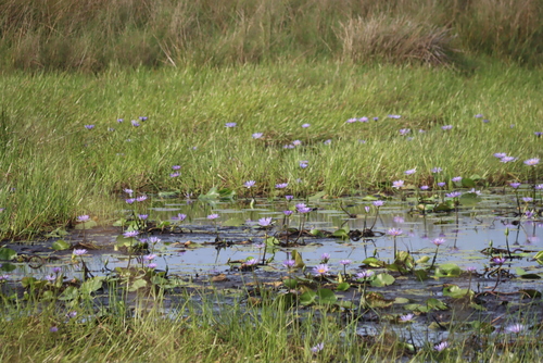 Nymphaea nouchali