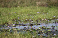 Nymphaea nouchali