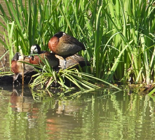 iNaturalist image