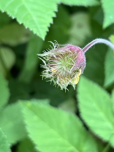 Water Avens
