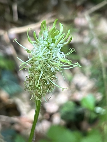 Spiked rampion