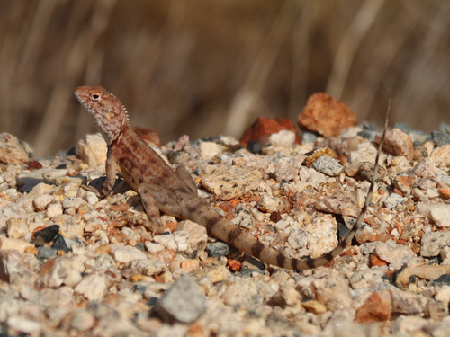 Western Ring-tailed Dragon