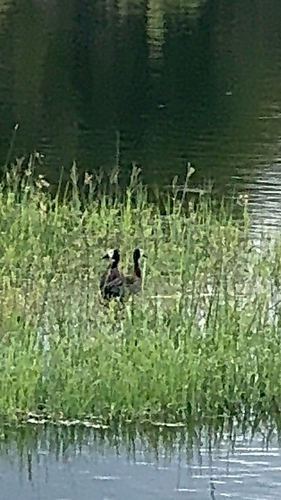 iNaturalist image