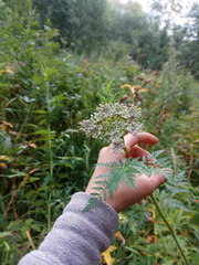 Conioselinum tataricum