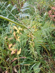 Conioselinum tataricum