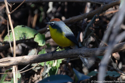 Brown-capped Whitestart (Myioborus brunniceps), photo 6