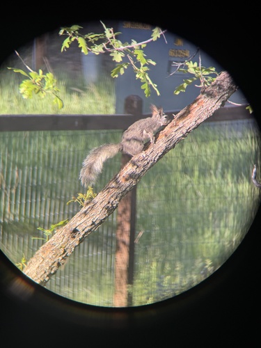 Abert's Squirrel observed by brynnfricke
