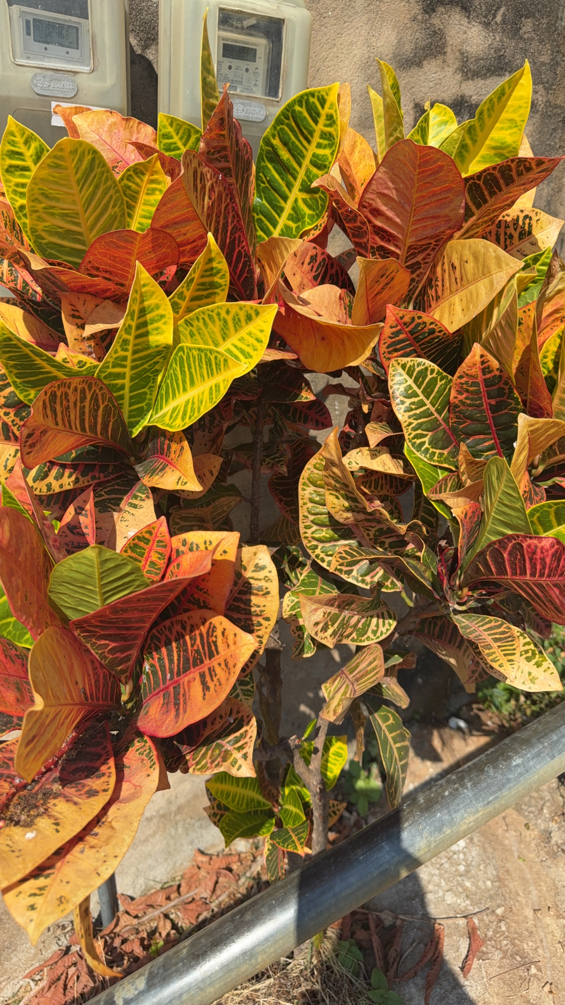 Codiaeum variegatum