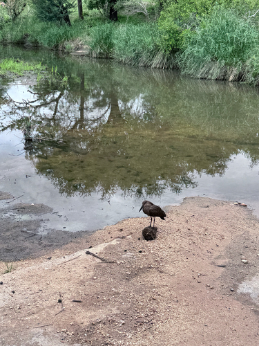 iNaturalist image