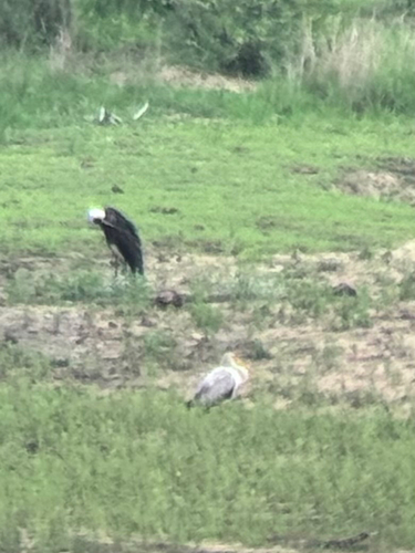 iNaturalist image