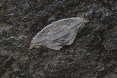 Morphomima fulvitacta