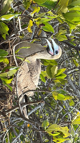 iNaturalist image