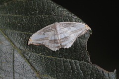 Morphomima fulvitacta
