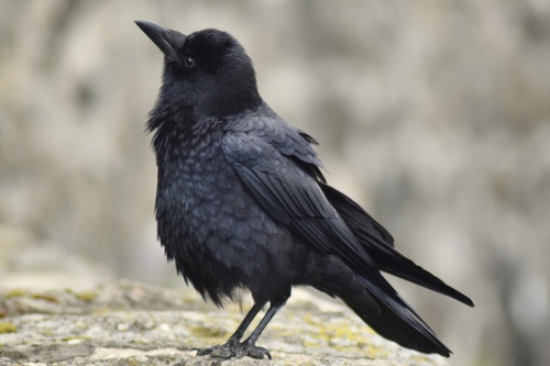 American Crow