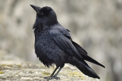 American Crow photo 5