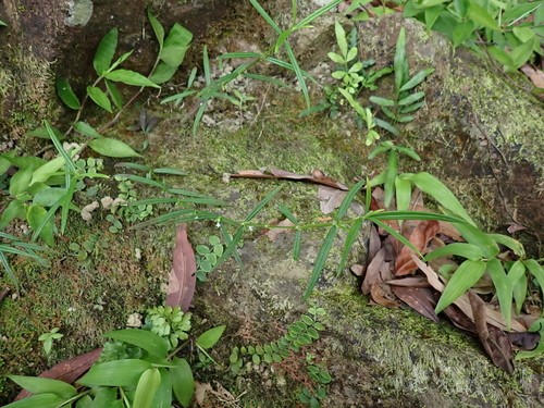 Hedyotis tenelliflora iNat (1)