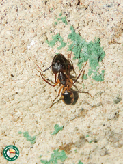 Camponotus caffer