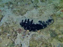 Holothuria nobilis
