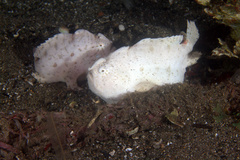 Antennarius hispidus