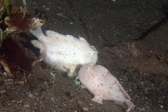 Antennarius hispidus