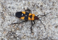 Oncopeltus famelicus