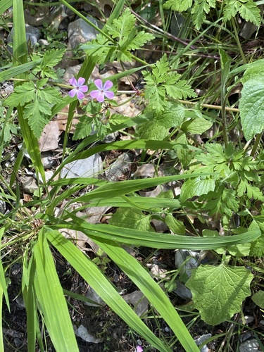 Herb Robert