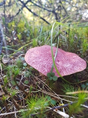 Suillus asiaticus