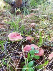 Suillus asiaticus