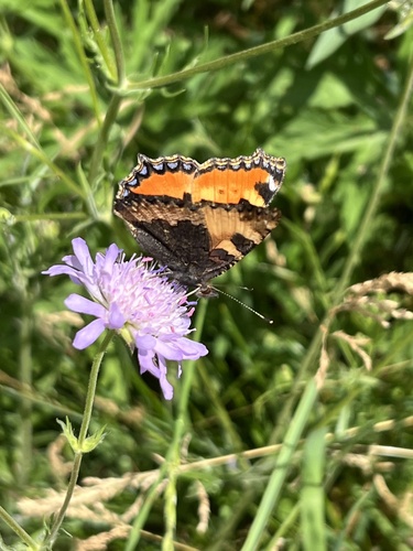 Small Tortoiseshell
