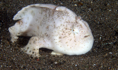 Antennarius hispidus