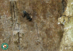 Camponotus grandidieri