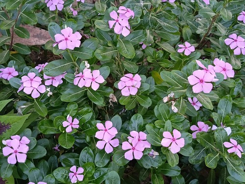 Catharanthus roseus