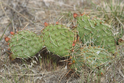 Grassland Pricklypear