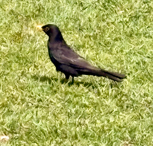 Eurasian Blackbird