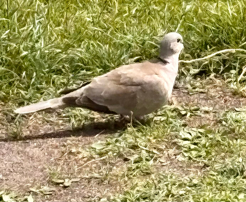 Eurasian Collared-Dove