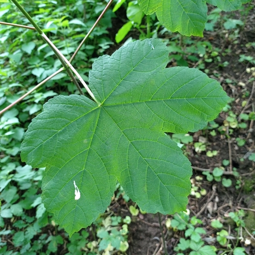 sycamore maple