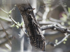 Sceloporus clarkii clarkii