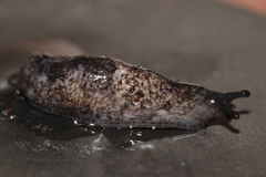 Milacidae