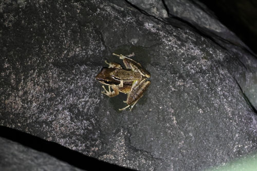 Anhui Sucker Frog, Odorrana tormota