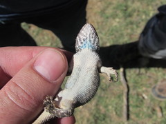 Sceloporus clarkii clarkii