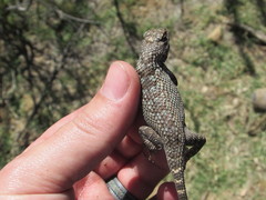 Sceloporus clarkii clarkii