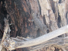 Sceloporus clarkii clarkii