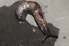 Milacidae
