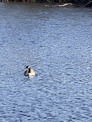 Branta canadensis